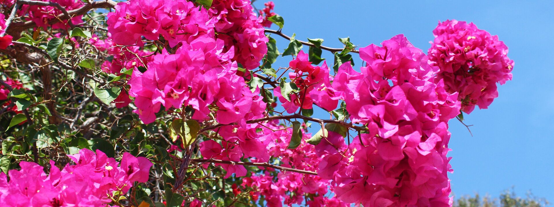 Bougainvillea