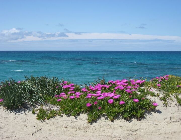 Mittagsblumen am Strand