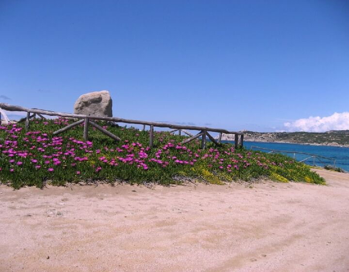 Mittagsblume in Strandnähe